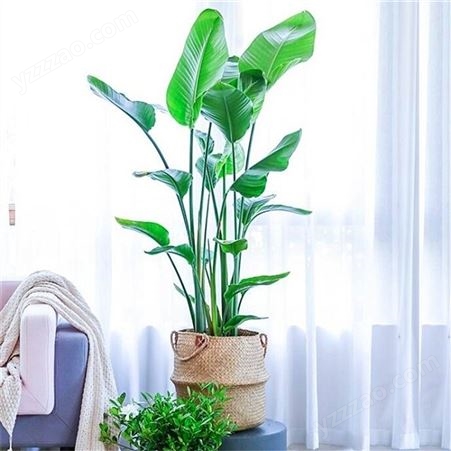 常規落地植物租賃售賣 客廳室內好養大型落地綠植辦公室綠色植物