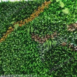 室外绿墙 新型垂直绿化植物墙厂家 箐禾园林