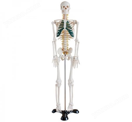 人体骨骼带神经模型85cm