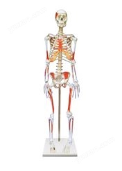 人体骨骼附肌肉起止点着色模型
