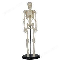人体骨骼模型42CM