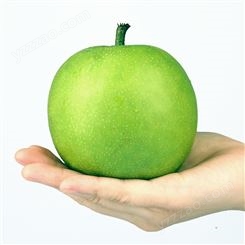 欢乐果园 耐寒苹果梨苗报价 早熟苹果梨苗 欢迎咨询