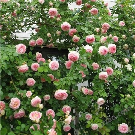 蔷薇花苗 爬藤月季玫瑰 四季爬墙绿植3年大苗 庭院室内花卉盆栽植