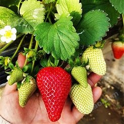 带果发货草莓苗新品种红颜奶油阳台四季盆栽水果苗南北方果树果苗