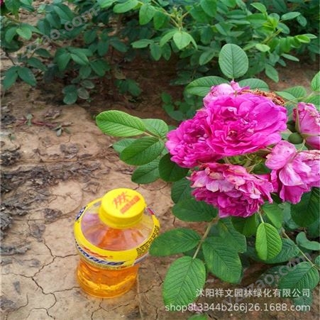 出售香水玫瑰苗 食用玫瑰苗 室内花卉 大马士革玫瑰苗 平阴玫瑰
